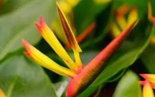 鹤望兰的花语，寓意自由、吉祥、长寿等