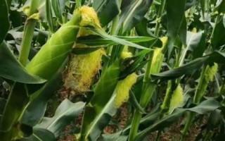 宣瑞188玉米品种简介,中抗南方锈病