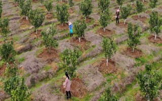 冬季柚子树施什么肥料，选择腐熟的有机肥最佳