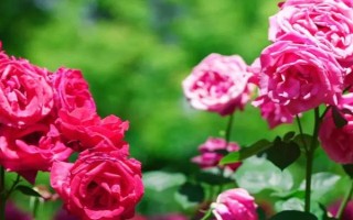 春天开哪些花，常见的有矮牵牛、杜鹃花等