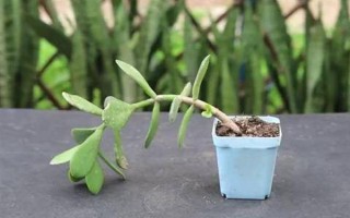 绿叶宝肥料怎么使用，撒施或翻耕土壤再施入、也可兑水喷雾