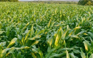 登义1号玉米品种的特性，生育期138天