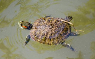 巴西龟能活多少年，可以活30-40年