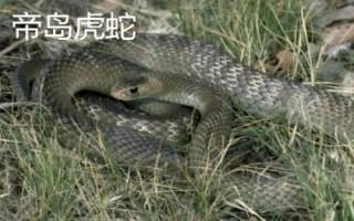 虎蛇有哪些品种，包括普通虎蛇、西方虎蛇、帝岛虎蛇等种类