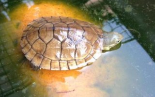 水龟需不需要晒背，晒背可有效促进钙的吸收