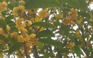 开花很香的树有哪些，这5种在生活中非常常见