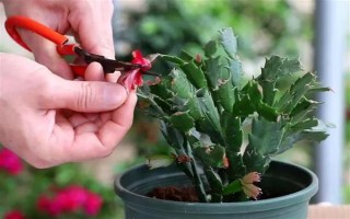 怎么养殖蟹爪兰,春秋季节每隔4天浇一次水