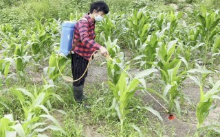 夏玉米补种注意事项，所选品种的生长期需短于原种