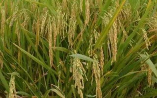 中浙优15水稻种子特点，每亩大田用种量25-5千克