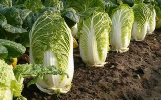 白菜亩产多少,生长周期为55天左右