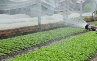 水溶肥如何使用才生效，稀释后可随水冲施