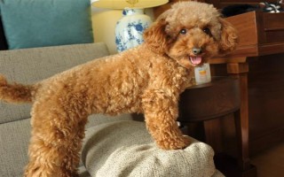 玩具贵宾犬的价格，一般不低于2000元