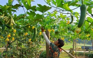 种丝瓜的方法，播种前先晒种2-3天