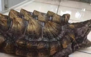 鳄龟多大的时候可以喂活食,一个月左右就可以喂活食