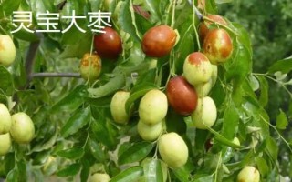 河南三门峡市的特产,三门峡核桃名气大