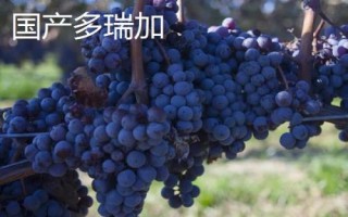 绿色葡萄品种,包括碧香无核、阳光玫瑰、绿玫瑰等类型