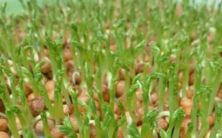 豌豆的套种技术,豌豆可以套种玉米、烟草等