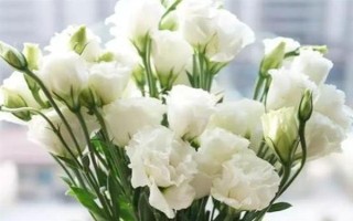 白色洋桔梗的花语，寓意纯洁美好、真挚爱情等