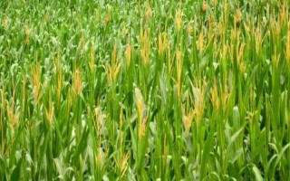 北单5号玉米种子介绍，青贮玉米品种