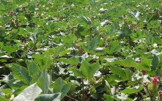 邯棉10号棉花种子特征特性，生育期平均123天