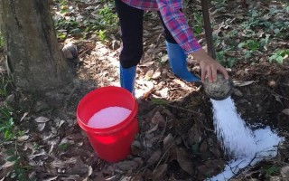 元素抗拮的原理，补充的养分造成化学反应导致无法吸收