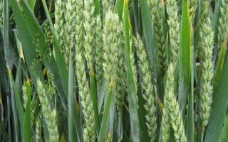 顺麦6号小麦品种的特性，每亩适宜基本苗18～24万