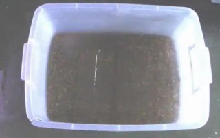 空心菜如何无土栽培，播种前需先浸种