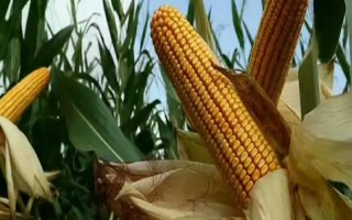 MC812玉米种子介绍，接种鉴定中抗大斑病和小斑病