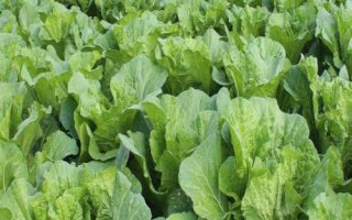 白菜亩产多少,生长周期为55天左右