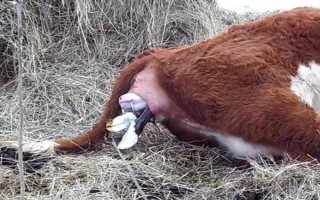 母牛产仔后过多久会打栏，一般需要40天左右