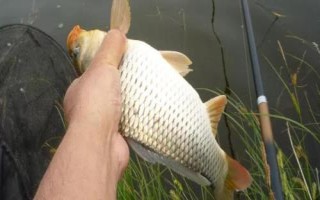 秋季能钓鲤鱼吗，秋季适合钓鲤鱼