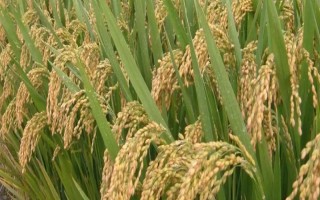 创两优0861水稻品种简介,每亩有效穗数16.7万穗