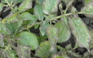 马铃薯炭疽病的病原，病原为球炭疽菌