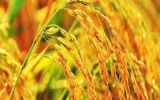 泰美占水稻种子特征特性，全生育期115.9天