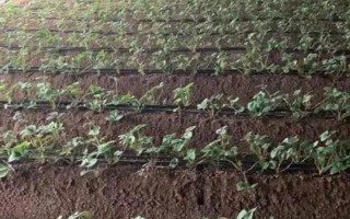 作物为什么长势不佳,重茬、施肥不当、农药过量使用均会导致