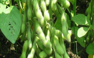 新豆29号大豆种子介绍，播种期4月25日－5月10日