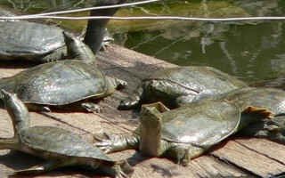 甲鱼的养殖方法，日常巡查工作很重要