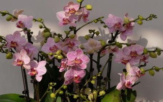 公司开业适合送什么花，可选鸿运当头、蝴蝶兰等