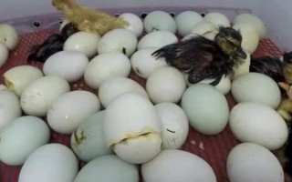 野鸭蛋的孵化方法,需保持适温前期要频繁翻蛋