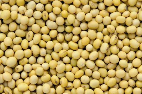 中联豆2041大豆品种简介，低肥力地块密度2.2万株/亩