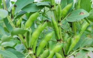 蚕豆的开花时间，通常为4-5月份或7-8月份