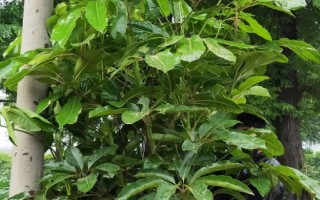 大叶伞病害如何防治，不同病害的防治方法不同