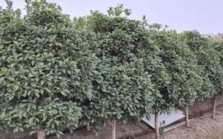 移栽大桂花树的注意事项,应选择在初春或秋天