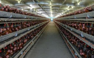 鸡场容易发病的原因，消毒不到位或者防疫不达标都会导致