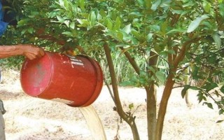 华美七号柑橘何时成熟，果实在10月中旬即成熟