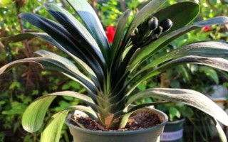 让君子兰快速抽箭的方法,可采取以下4种方式