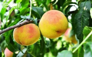 山东泰安市的水果特产