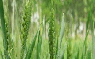 酒春13号小麦种子特征特性,每亩适宜基本苗40~45万