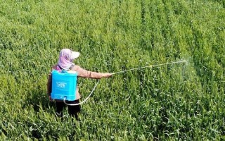 杀虫单的使用注意事项，不得与碱性农药等物质混用