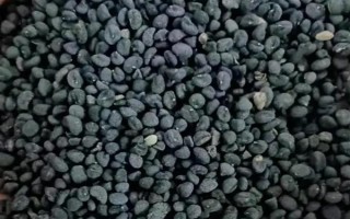 黄芩种子的播种方法，播种前种子先用温水浸泡5-6小时